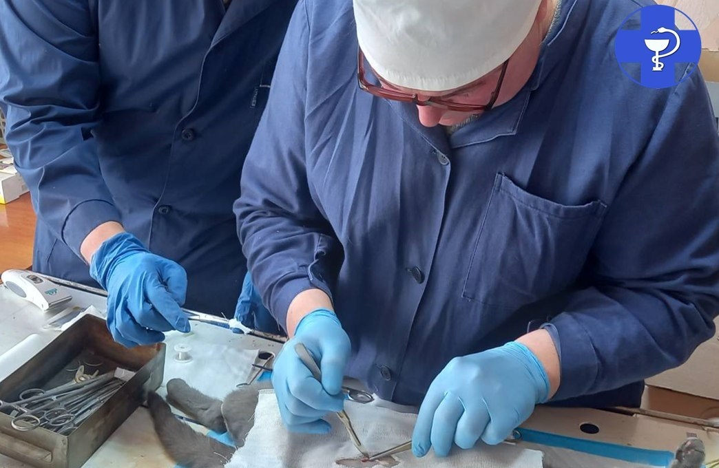 Саратовские ветеринары удалили опухоль кошке Мурке